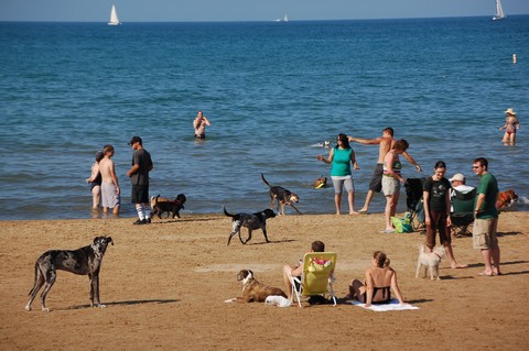 Dog-Friendly-Beach-Photo